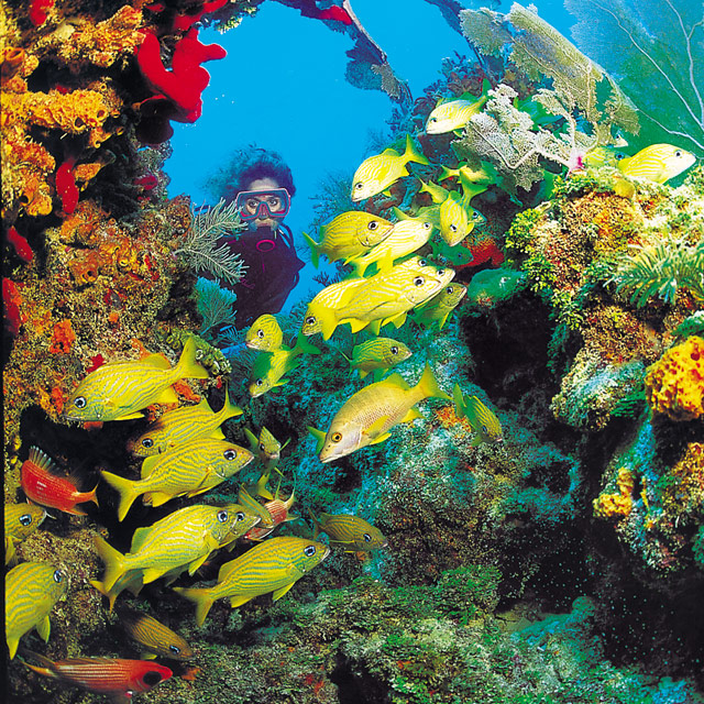 Diving & Snorkeling
