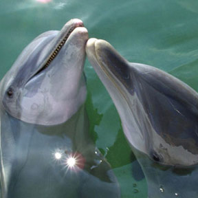Dolphin Encounters