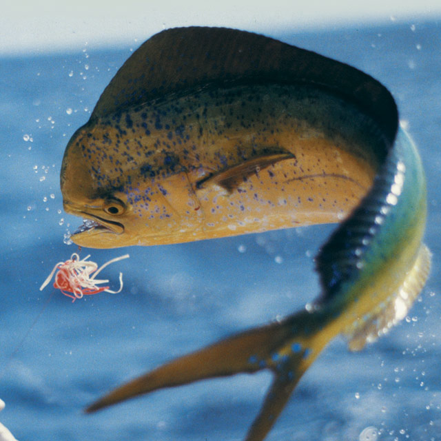 Marinas/Bait & Tackle